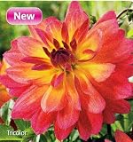 Tricolor Decorative Dahlia 1 Tuber - B001MUYH0G