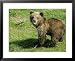 Alaskan Brown Bear, Baby Bear Sticking Tongue Out, Alaska Framed Art Poster Print by ...