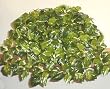 24" Pothos Ledge Garden