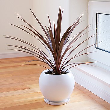 コルディリネ陶器鉢植え
