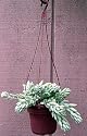 Burros Tail 4" Hanging Basket-Easy to grow/Hard to kill
