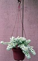 Burros Tail 4" Hanging Basket-Easy to grow/Hard to kill
