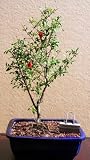 LOUSBONSAINURSERY DWARF POMEGRANATE BONSAI TREE (INDOOR)