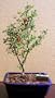LOUSBONSAINURSERY DWARF POMEGRANATE BONSAI TREE (INDOOR)