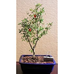 LOUSBONSAINURSERY DWARF POMEGRANATE BONSAI TREE (INDOOR)