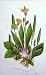 C1870 Anne Pratt Flower Plants Ribwort Hoary Plantain