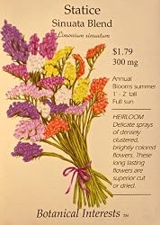 Statice Sinuata Blend Heirloom Flower Seed