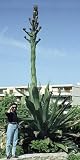 10 AGAVE SALMIANA VAR. FEROX PULQUE PLANT SEEDS - B001UDPXGC