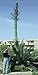 10 AGAVE SALMIANA VAR. FEROX PULQUE PLANT SEEDS