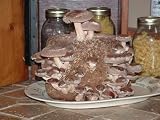 Shiitake Mushroom Kit