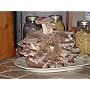 Shiitake Mushroom Log Grow at Home Kit