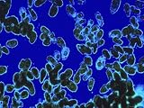 Tetrahymena Thermophila Color Photomicro Photographic Poster Print, 16x12