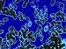 Tetrahymena Thermophila Color Photomicro Photographic Poster Print, 16x12