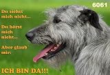Metall - Warnschild Irish Wolfhound