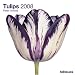 Tulips 2008 Calendar