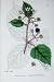 Botany Plants C1902 Glandular Stemmed Bramble Rubus
