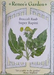 Super Rapini Italian Broccoli Seeds 700 Seeds
