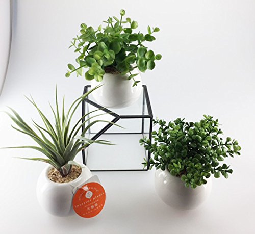 かわいい　まあるい光触媒　ユーカリ/ファンシェイプ/エアプランツ　3個セット