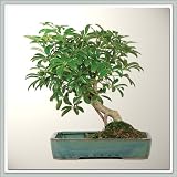 Nursery Direct Hawaiian Umbrella in Land and Sea Pot