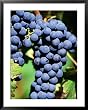 Pinot Noir Grapes Hanging on a Vine, South Africa Lonely Planet Collection Framed Art Poster Print by Christer Fredriksson, 31x39