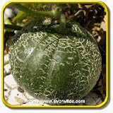 Melon Seeds - 'Minnesota Midget' Vegetable Seed Packet (50 Seeds)