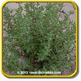 Herb Seeds - 'Common Thyme' Herb Seed Packet (2000 Seeds)