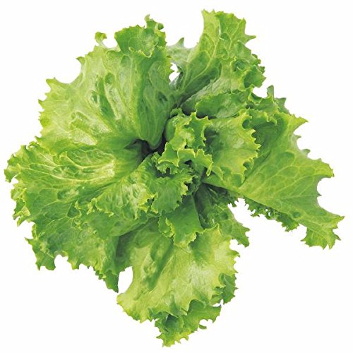 ユーイング Green Farm用種子(レタス) UH-LA01