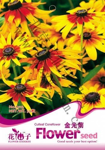Siam Circus Flower seeds carteret chrysanthemum seeds yellow flower blackheart yukako bonsai 50 PCS / Bag Original Packaging Home Garden