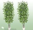 TWO 6' Artificial Gingo Trees with Real Wood Trunks
