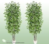 TWO 6' Artificial Gingo Trees with Real Wood Trunks