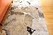 Generations Contemporary Flower Rust Gold Silver White Modern Squares Area Rug Rugs 5'2 x 7'3