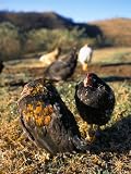 Free Range Chickens, Salta, Argentina, South America Photographic Poster Print by Mark Chivers, 30x40