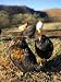 Free Range Chickens, Salta, Argentina, South America Art Photographic Poster Print by Mark Chivers, 12x16