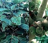 Elephant Ear Fig Tree 10 Seeds - Ficus auriculata