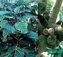 Elephant Ear Fig Tree 10 Seeds