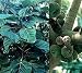 Elephant Ear Fig Tree 10 Seeds - Ficus auriculata