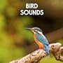 Bird Sounds - Morning Birds for Relaxation, Meditation, Yoga , Naturescapes, Forest Ambience and Spa