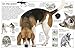 Eyewitness: Dog: Learn All About Dogsâ€”from Wolves and Jackals to Family Pets and Show Dogs (DK Eyewitness)