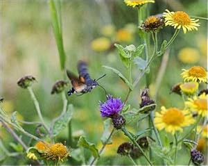 Hummingbird Hawk-Moth - side view feeding Photographic Prints