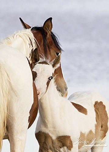 Nuzzle - Fine Art Wild Horse Print - McCullough Peaks