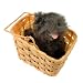 Wizard of Oz Toto in Basket