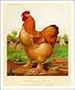 Sampson-Poultry Art Poster Print, 12x14
