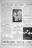 51vyvJhG6WL. SL160  1921 DUTCH BULBS FLOWERS GLADIOLUS EXCELSIOR TULIPS DAFFODILS HOLLAND