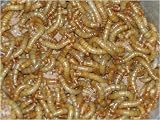 MINI MEALWORMS SACK - 500G - LIVE BIRD FOOD