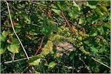 Vine Essence 7.4ml