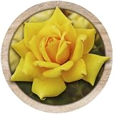 Yellow Rose - Sandstone Coasters by Thirstystone