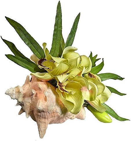 Hospitality Florals Green Cymbidium Orchid In Bahama Conch Shell