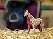 Revell X-Ray Horse Anatomy Models_s-3