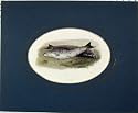 1835 ANTIQUE PRINT TWO DEAD FISH BULL TROUT COOPER