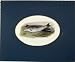 1835 Antique Print Two Dead Fish Bull Trout Cooper